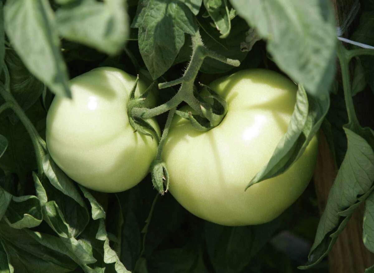 late tomato plants