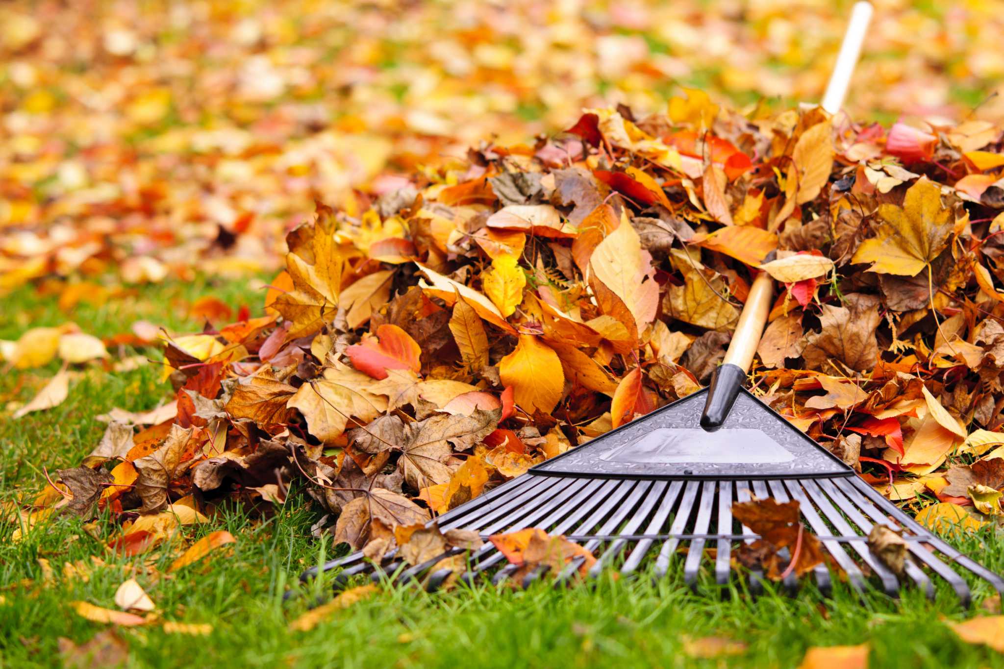 Leaving Fall Leaves Could Hurt Your Lawn