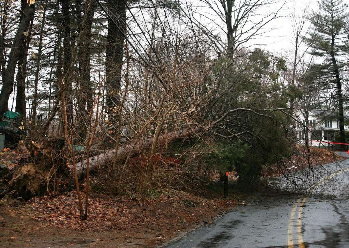 A uprooted tree lays across power line on Willoughby Road in Shelton following the storm on Monday afternoon, January 25, 2010.