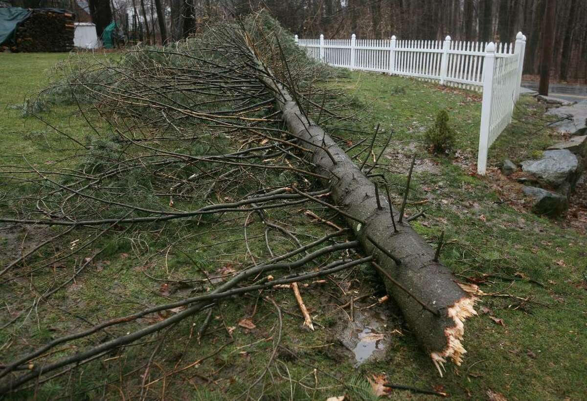 A pine tree snapped in half by the wind lies in a yard along Willoughby Road in Shelton on Monday, January 25, 2010.