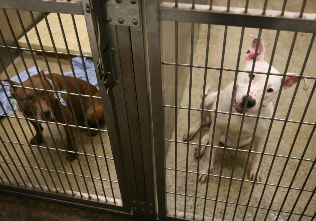 Animal control officials seeing a rise in abandoned dogs