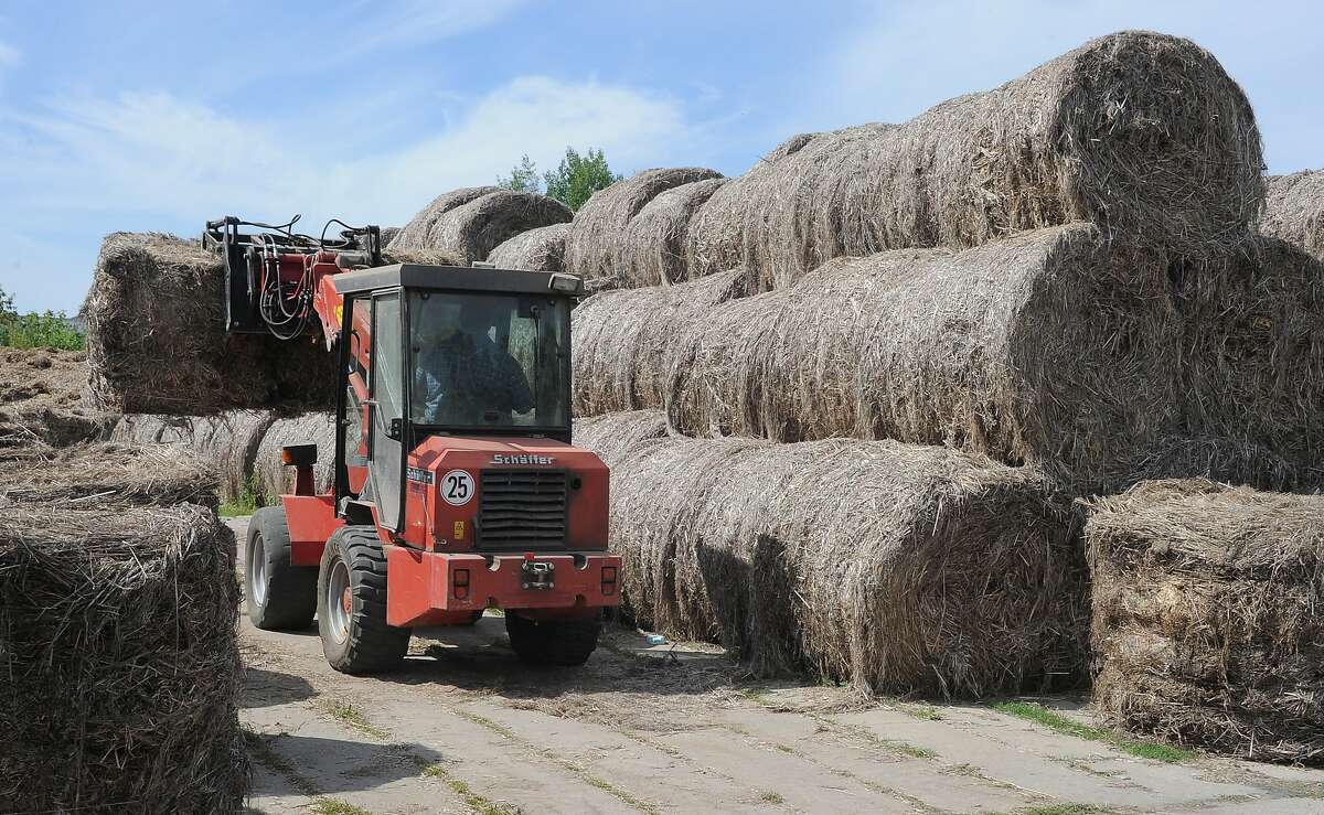 truck drives past bales of dried hemp on the premises of company Hanffaser Uckermark eG in Prenzlau, eastern Germany on July 27, 2013. The company with its 13 employees produces insulating material and animal bedding out of hemp, that is cultivated on an area of 300 hectares. AFP PHOTO / DPA / BERND SETTNIK +++ GERMANY OUT (Photo credit should read BERND SETTNIK/AFP/Getty Images) A truck drives past bales of dried hemp on the premises of company Hanffaser Uckermark eG in Prenzlau, eastern Germany on July 27, 2013. The company with its 13 employees produces insulating material and animal bedding out of hemp, that is cultivated on an area of 300 hectares. AFP PHOTO / DPA / BERND SETTNIK +++ GERMANY OUT (Photo credit should read BERND SETTNIK/AFP/Getty Images)