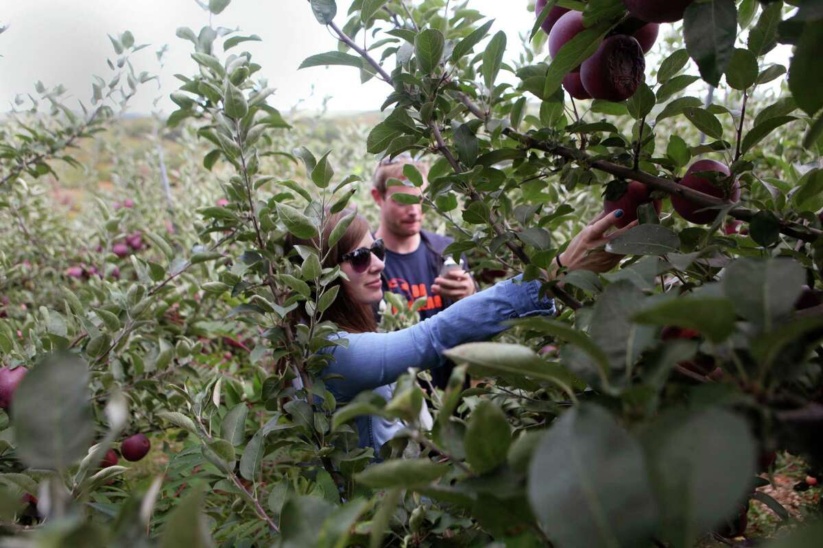 Boom harvest for Connecticut apple orchards