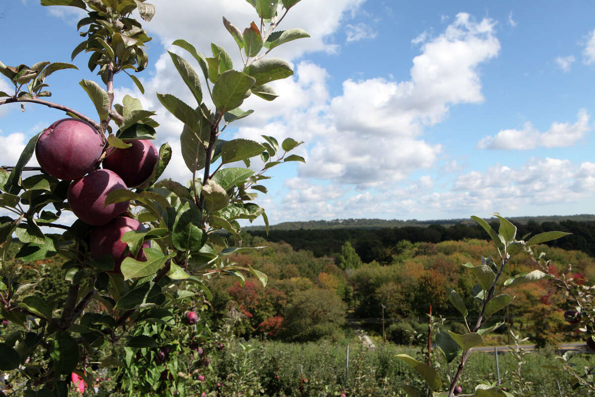 Boom harvest for Connecticut apple orchards