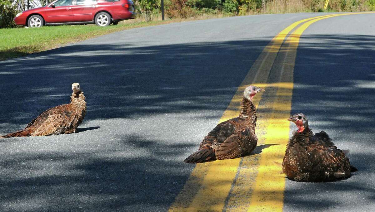 Wild turkeys sit in the middle of Forest Lake road Wednesday afternoon, Sept. 25, 2013, in Grafton, N.Y. Keep clicking for more wild animal sightings in the Capital Region.