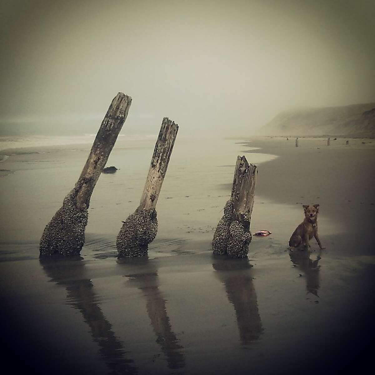 From the photographer: "On a drizzly Wednesday at Fort Funston the fog was so thick that I lost track of the path that leads down the sandy log-and-cable staircase, and my dog Foxy and I ended up farther down the beach than we normally go. The beach was deserted, so these pier remnants seemed especially eerie as they emerged from the mist. Foxy took a break from scampering paw-print-sine-waves in and out of the surf just long enough for me to snap this photo. I quickly took a second snapshot for good measure, but by then she'd snapped up her Frisbee and was just a blur of orange fur streaking out of the frame." @barbieyoga