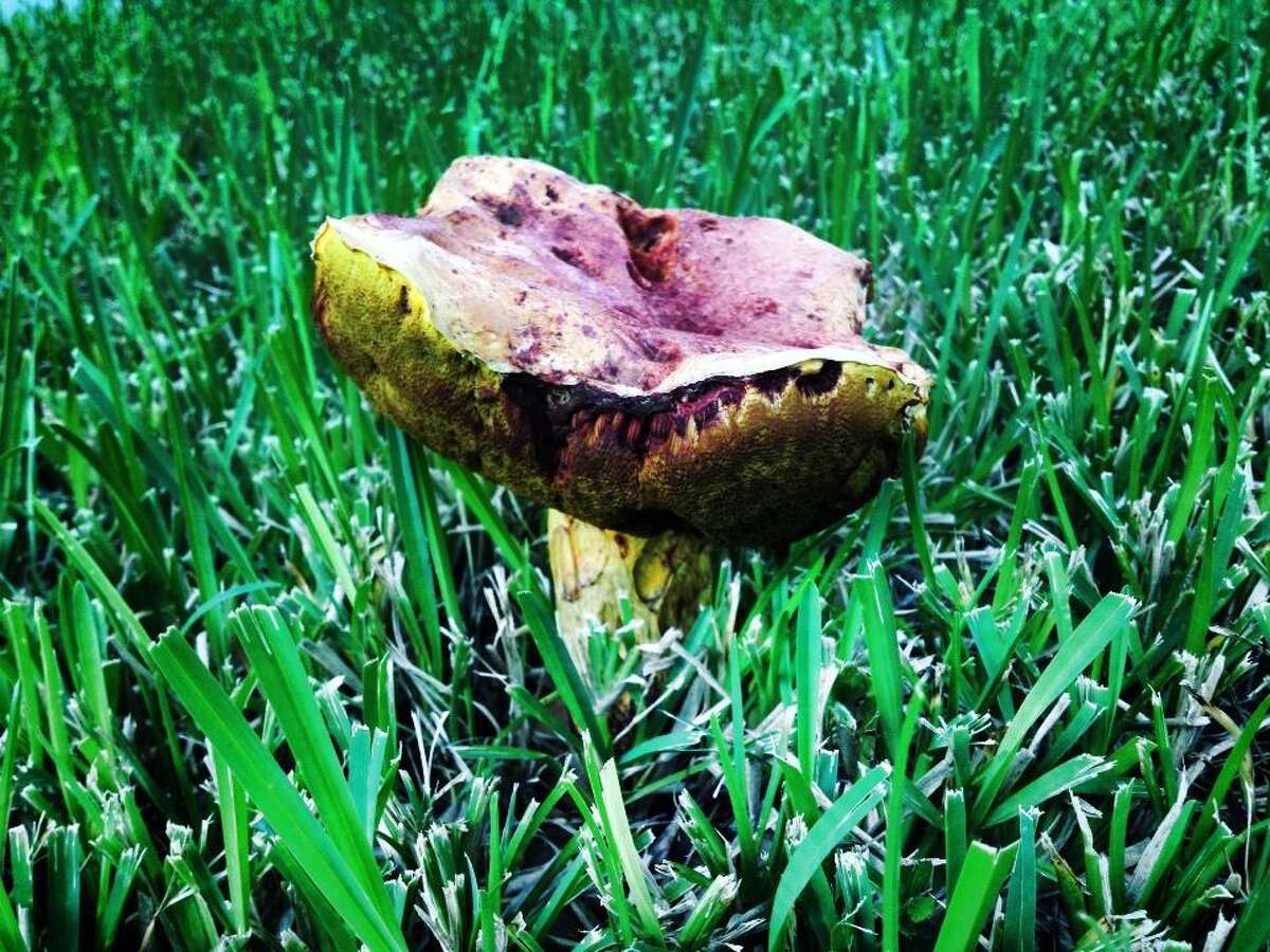 Wild Deadly Mushrooms Popping Up All Over Houston 1257