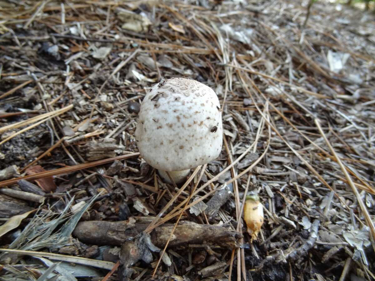 Wild, deadly mushrooms popping up all over Houston