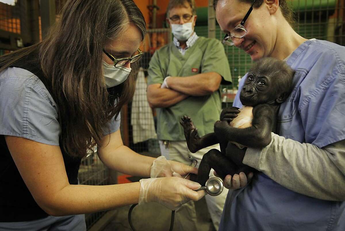 UCSF Benioff Children's Hospital's director of High Risk Infant Follow Up program Dr. Elizabeth Rogers (l to r) gives the San Francisco Zoo's 2-month old baby gorilla an exam in a section of the gorilla night quarters as Dr. Graham Crawford, Chief of Veterinary Services at the San Francisco Zoo and Eva Soni, gorilla keeper, watch on Tuesday, September 24, 2013 in San Francisco, Calif.