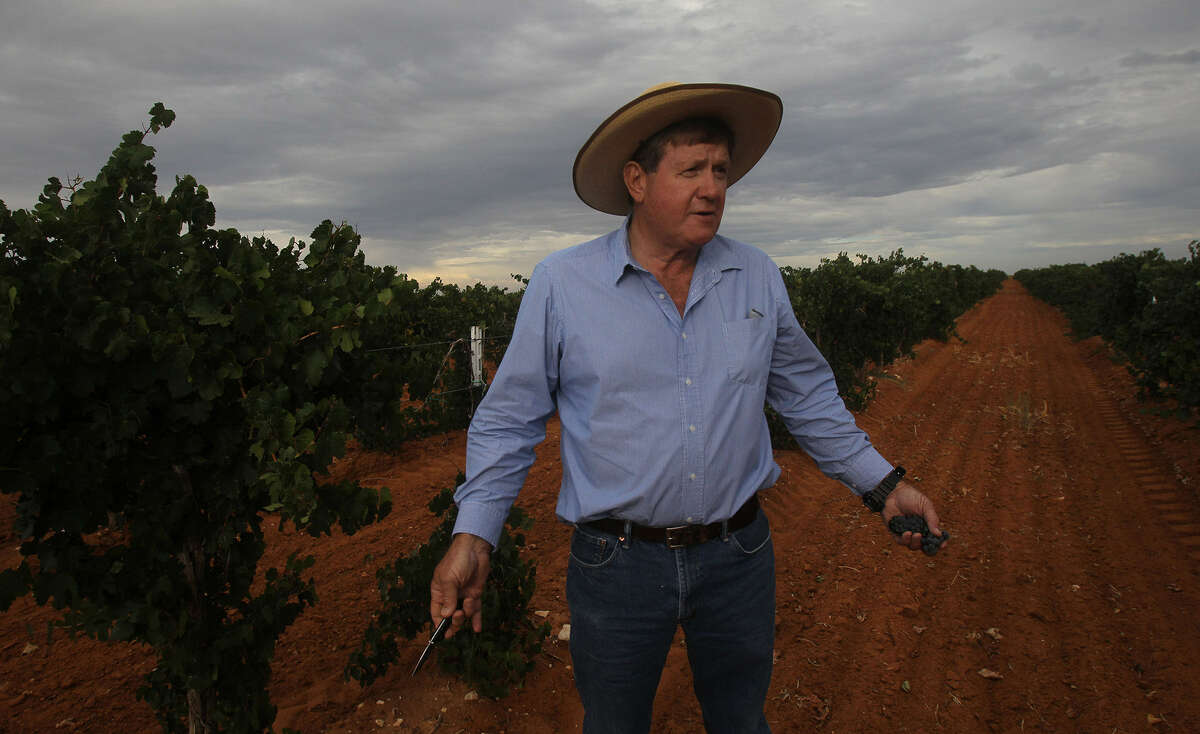 Neal Newsom stands in one of his vineyards near Plains. Newsom is one of the most successful grape growers in Texas but was hit hard last spring by multiple freezes, which left no grapes for harvest.
