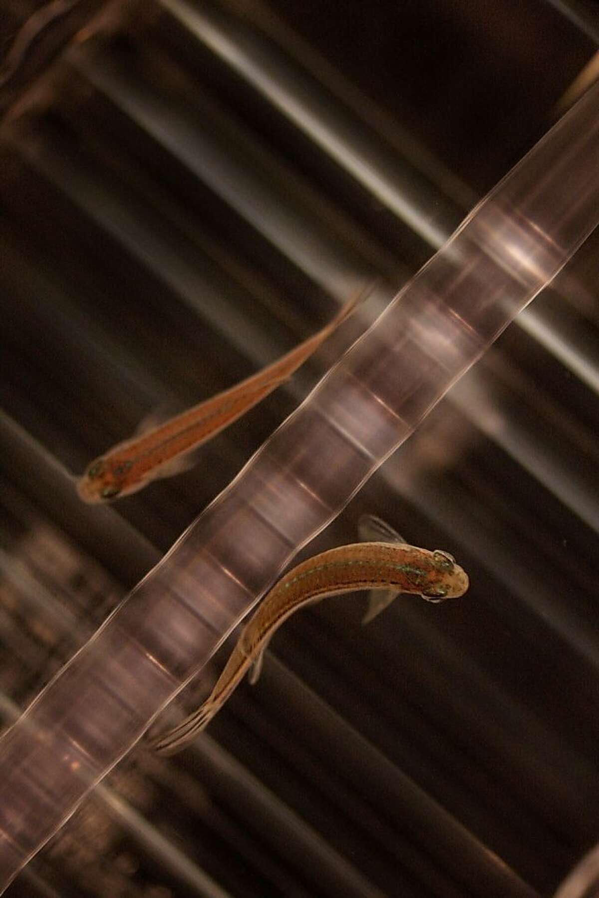 Two Zebrafish are seen paired in a divided mating tank in the Baraban Lab at UCSF in San Francisco, Ca, on Thursday, Sept. 26, 2013. The special containers allow researchers to control the time of reproduction of the Zebrafish.