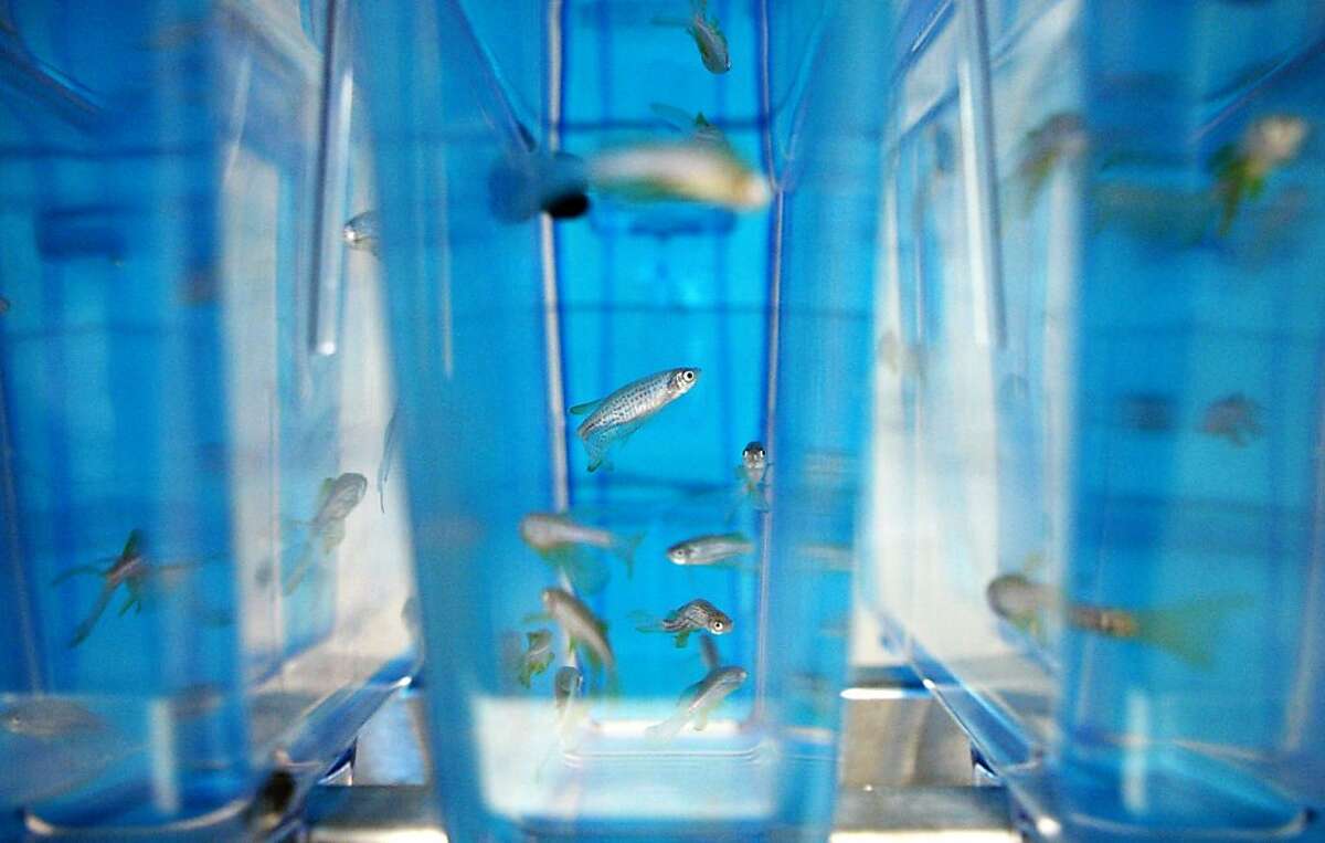 Zebrafish in the swim as research animals