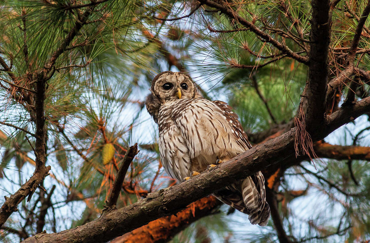 American Bird Conservancy - Which of these facts about owls' hunting and  eating behaviors, do you find most incredible? Which behavior is most  worthy of #SuperbOwl weekend? Learn more owl facts on