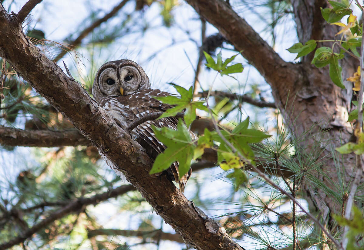 Physical features make barred owls great night hunters
