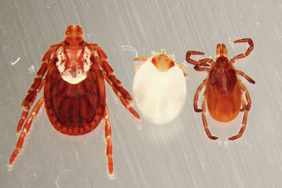 Nasty tick season could follow heavy NorCal rains SFGate