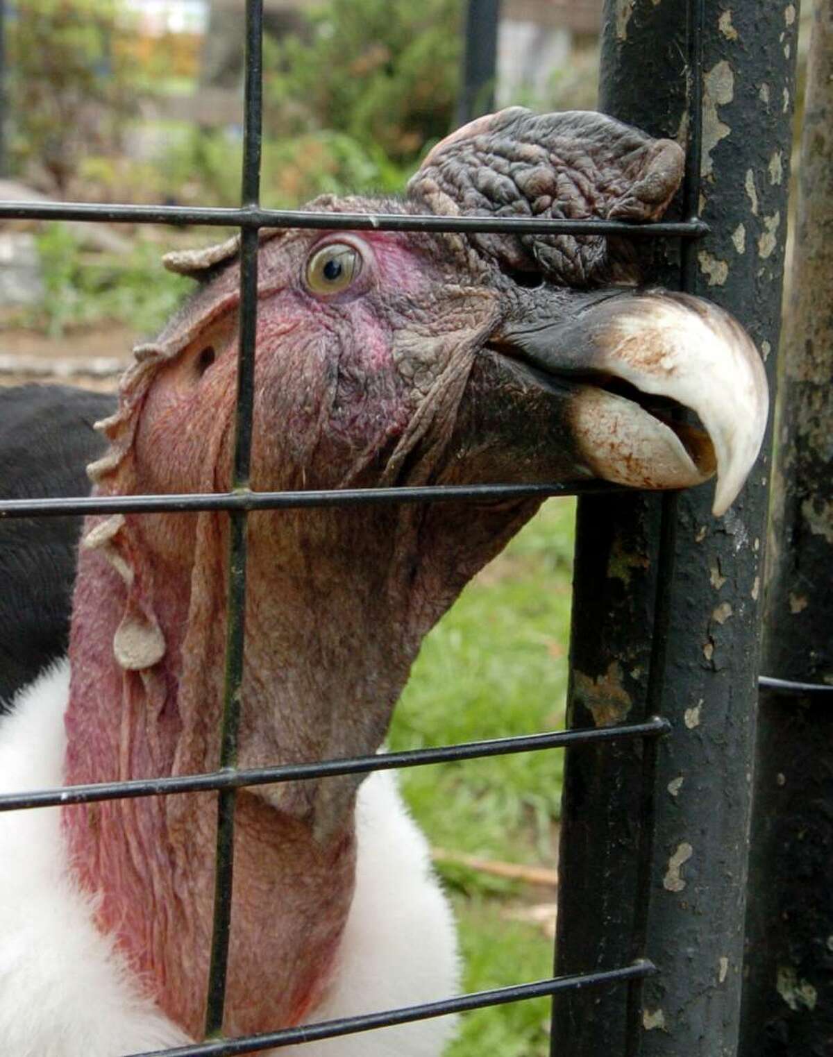 Thaao, the Andean condor who lived at Connecticut's Beardsley Zoo, in Bridgeport, Conn., seen here in 2005, passed away on Jan. 6th. At 80, Thaao was believed to be the oldest condor in captivity in the world.