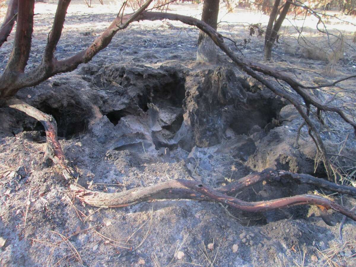 Revival already under way in Rim Fire burn zone