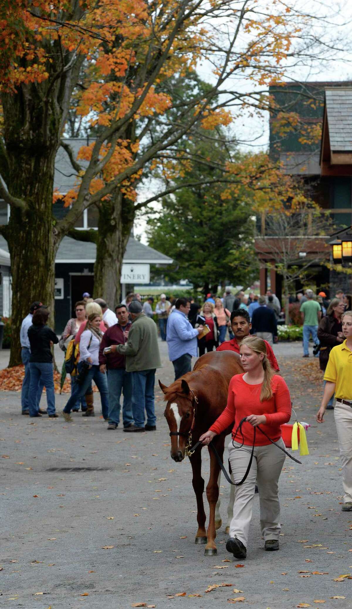 Photos Fasig Tipton