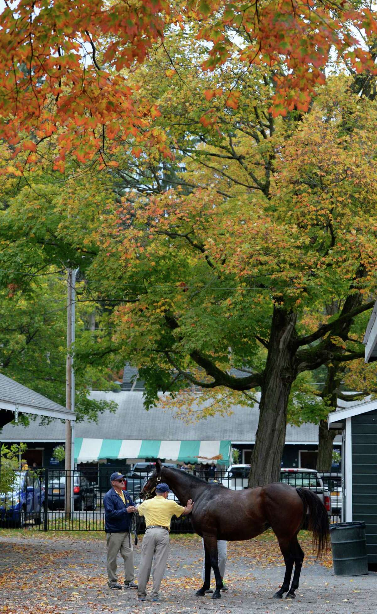 Photos Fasig Tipton