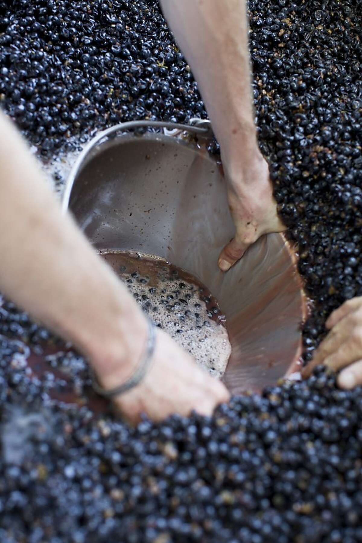 Charbay Distillery and Winery has the only still in the Napa gallery, though they do the majority of their distilling in Mendocino County. Here a delivery of cabernet is evened out before being pressed in St. Helena, Calif., Wednesday, October 2, 2013.
