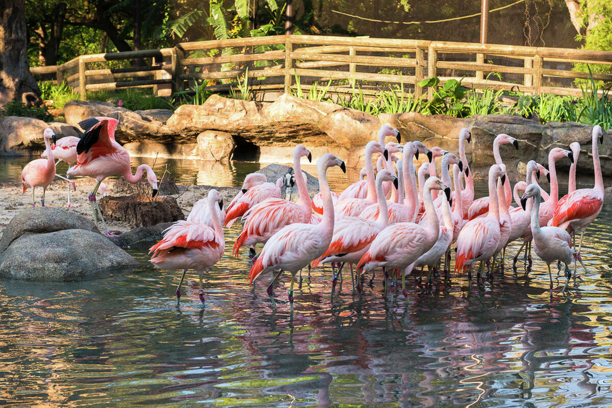 'Highly endangered' primate born at Houston Zoo