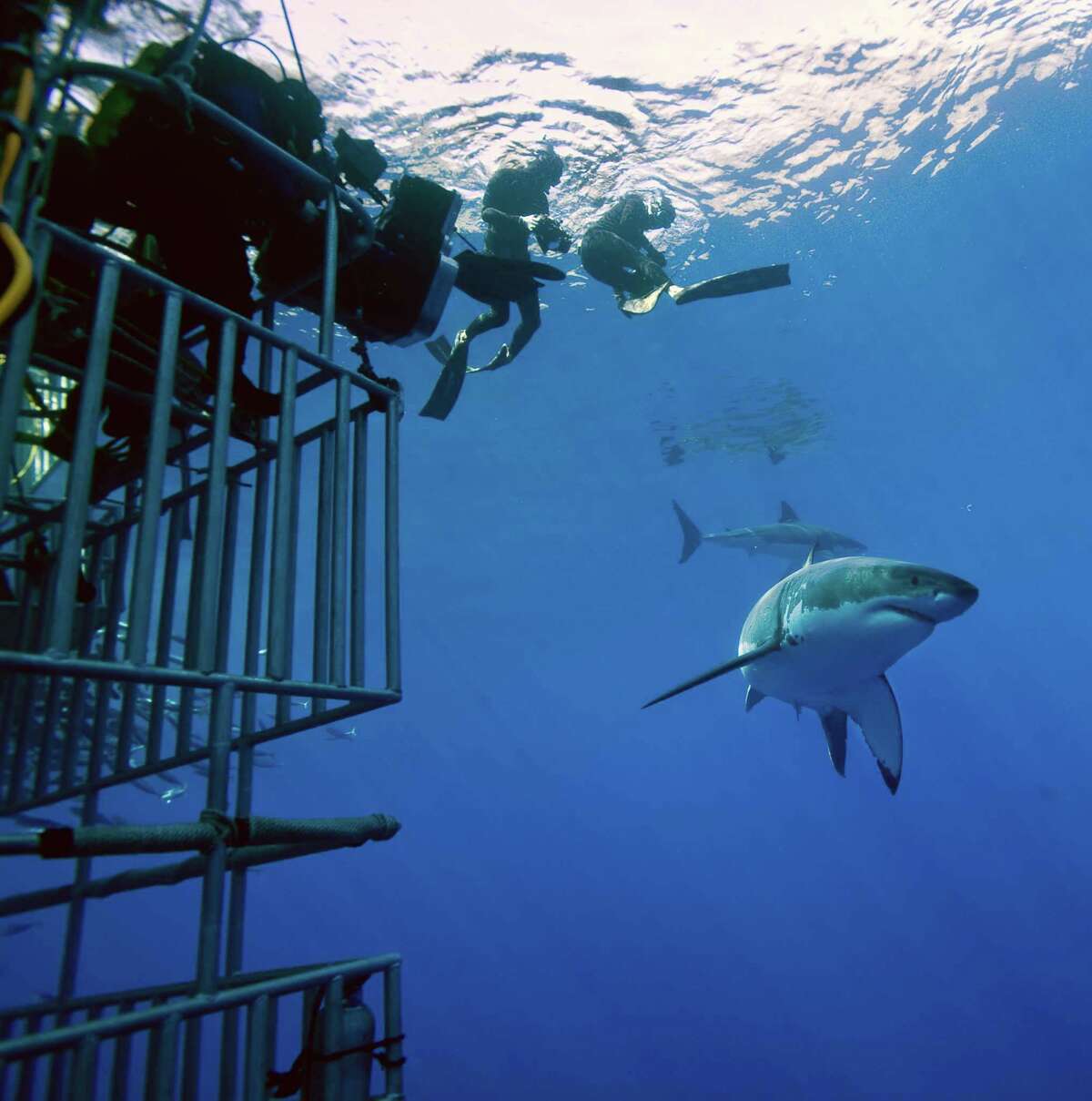 At Norwalk IMAX dispelling the horror movie myth of 'Jaws'