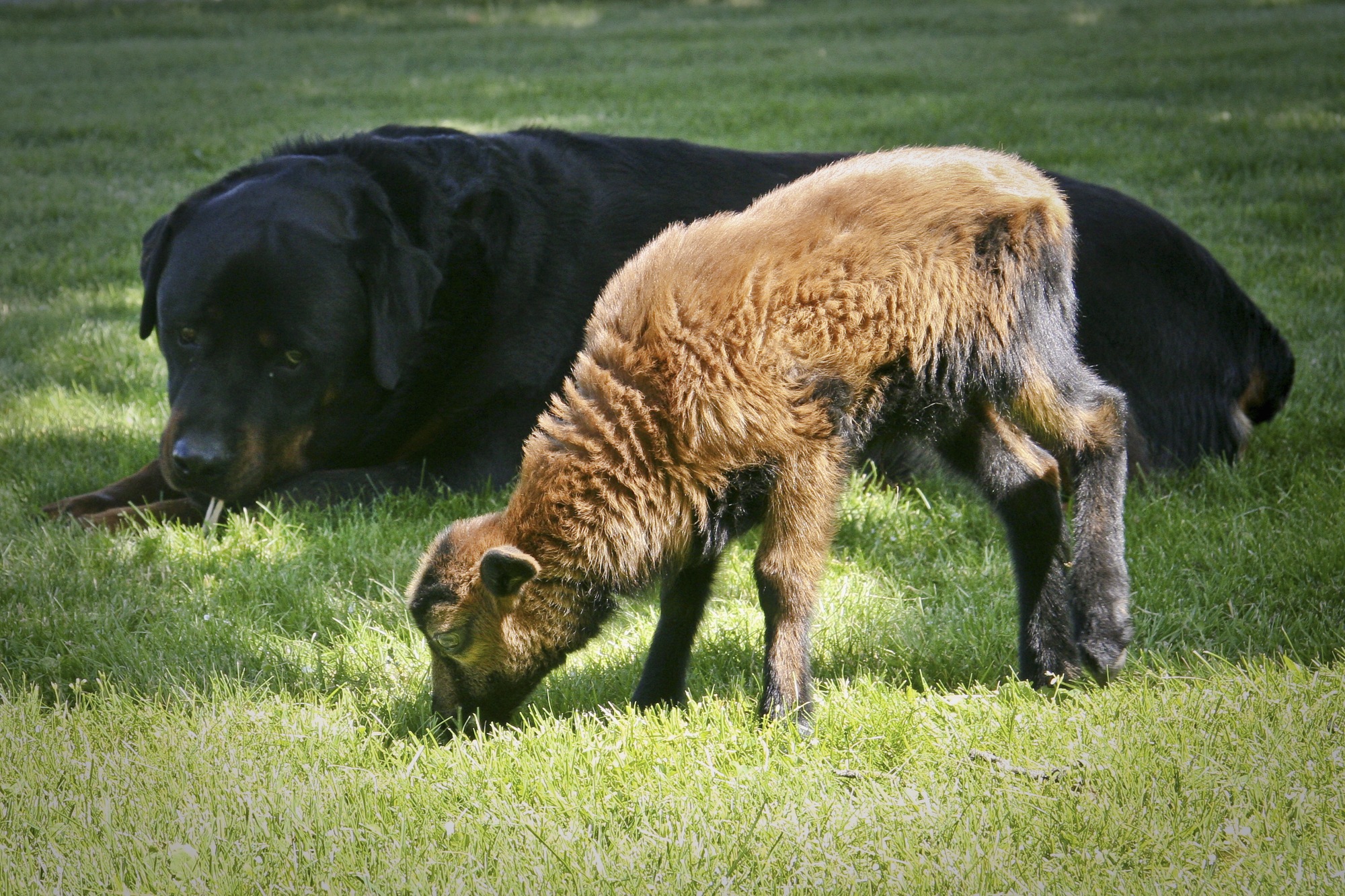 Diseases that can be transmitted from animals to humans