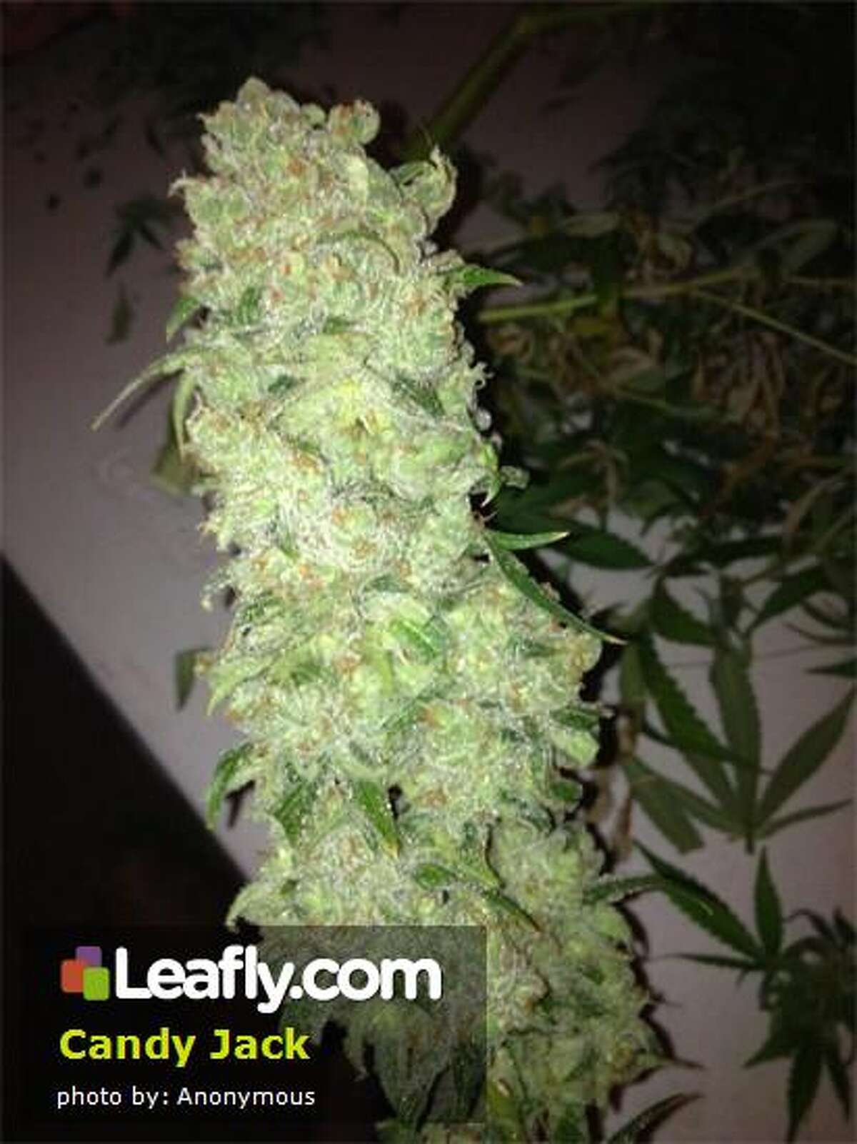 Marijuana sharing law passes Washington house