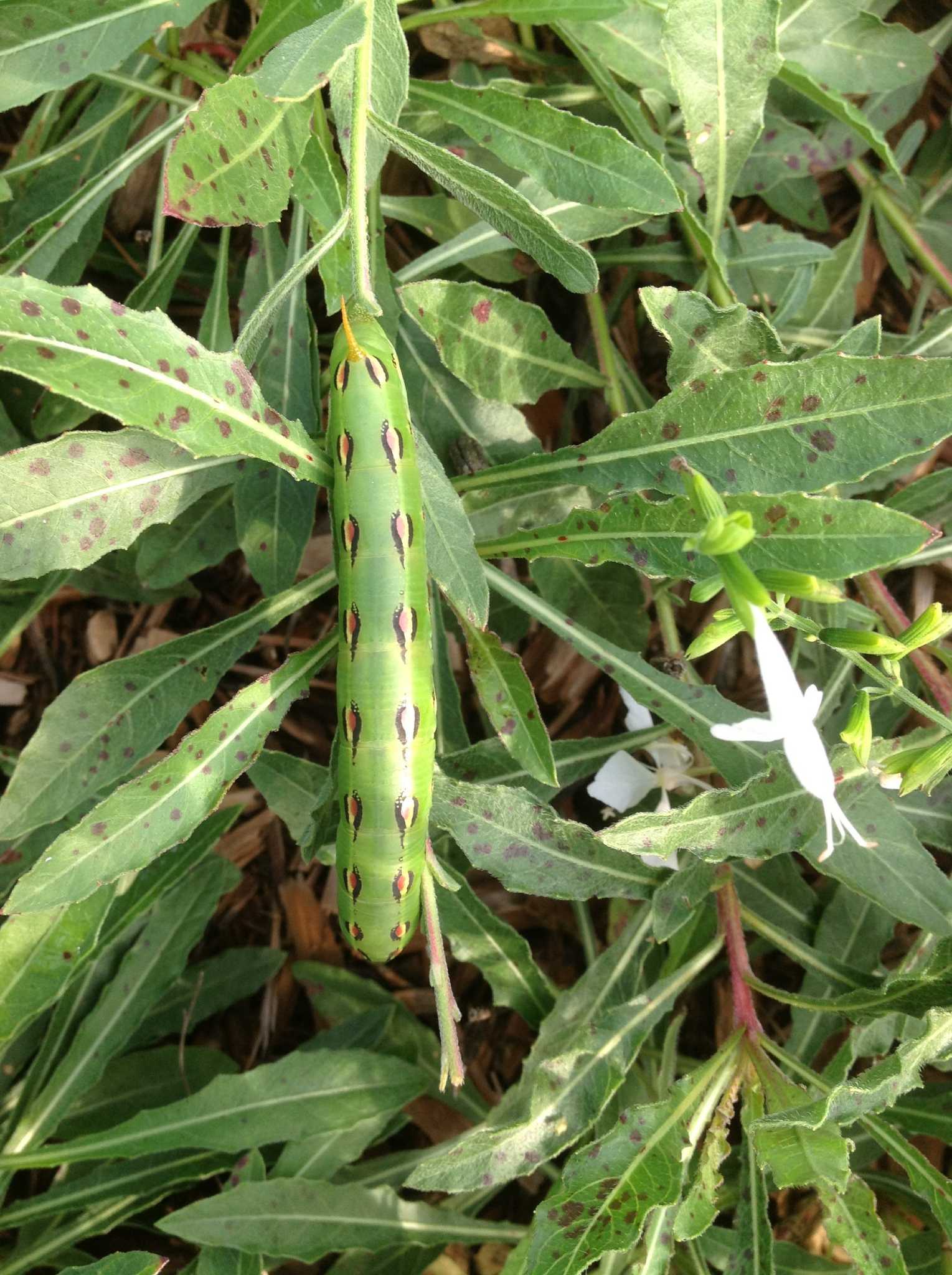 Gaura is a host plant for whitelined spinx moth