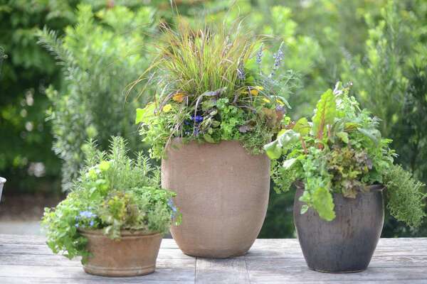 Flavor Your Fall With Herb Containers Houstonchronicle Com