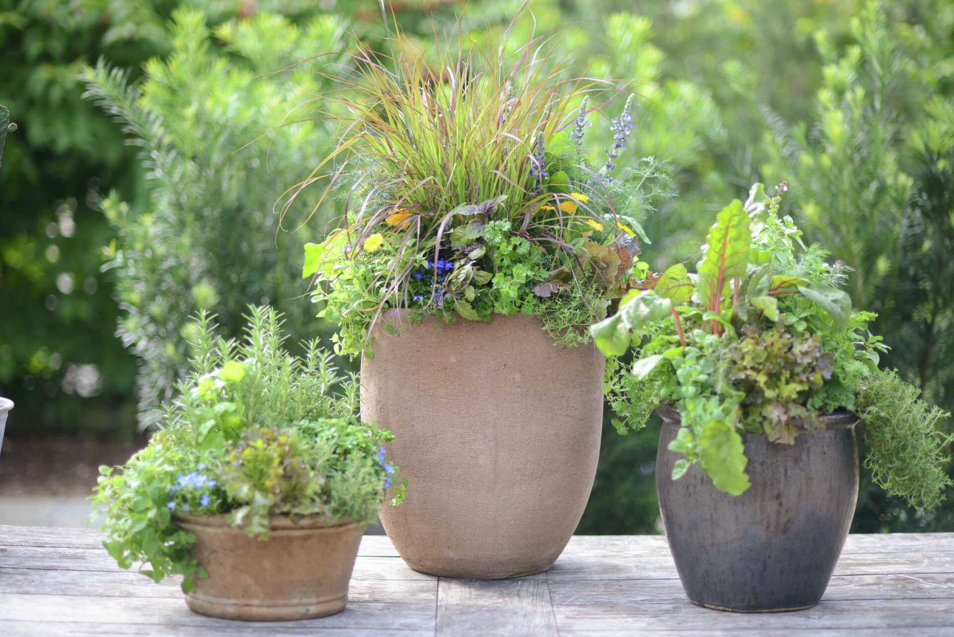 Flavor your fall with herb containers