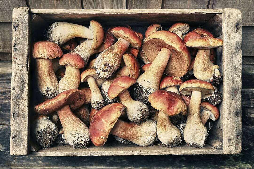 Mendocino County is mushroom country in November