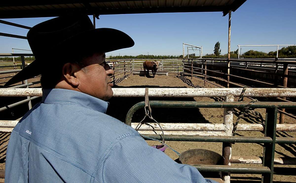 raising bucking bulls