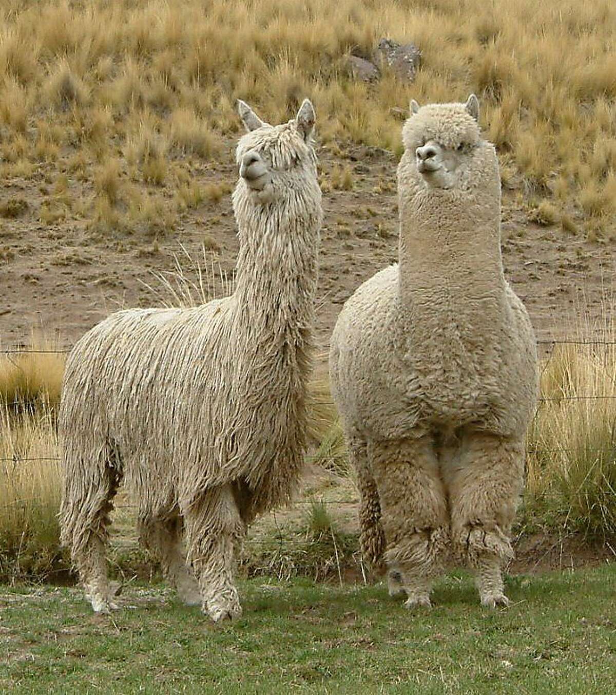 Alpaca fleece catching on in home furnishings