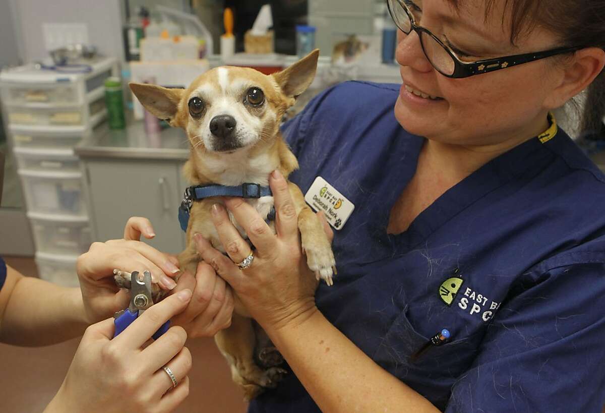 SPCA's East Oakland clinic keeps hope, pets alive