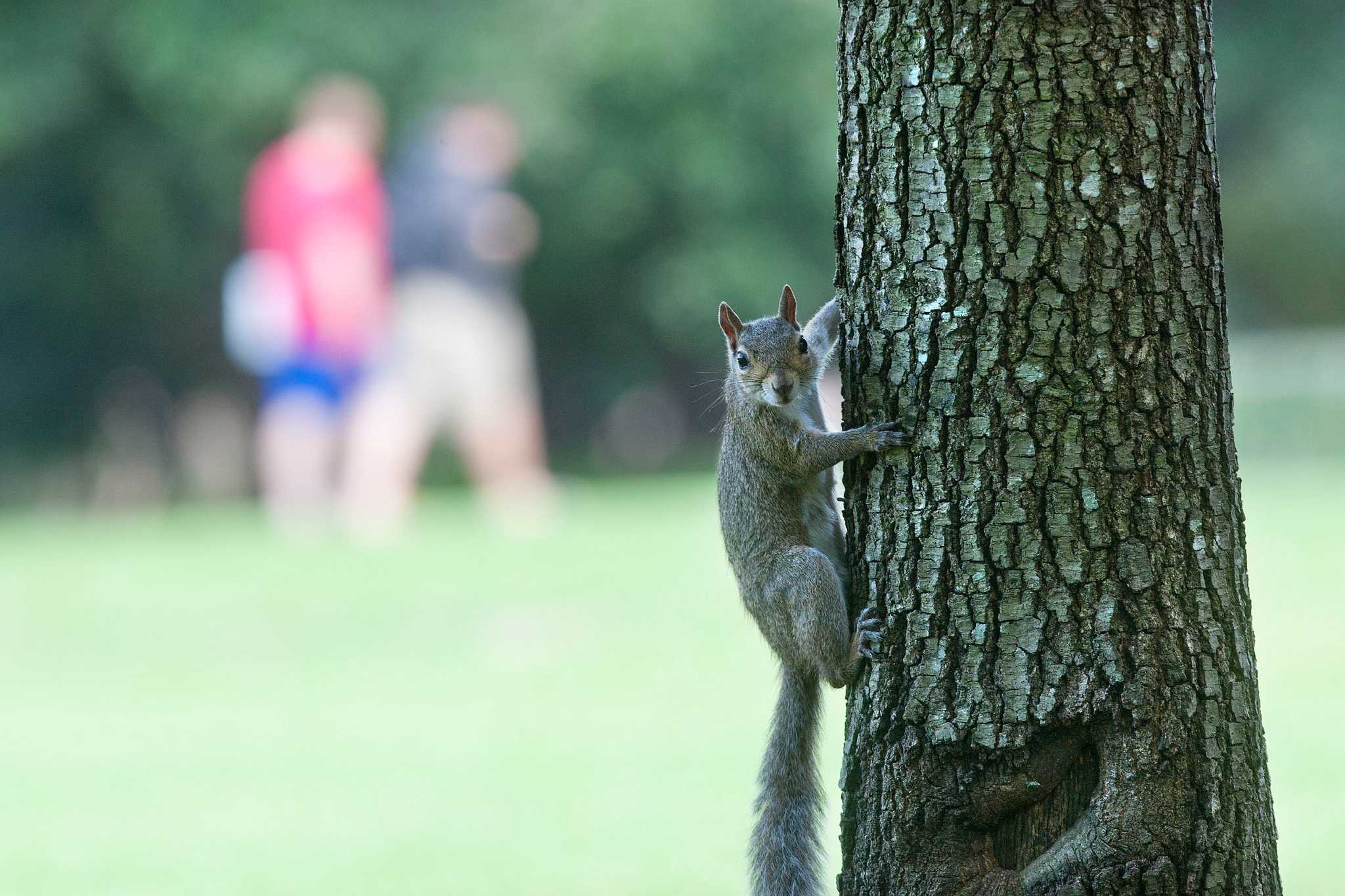 Rice goes nuts for squirrels Houston Chronicle
