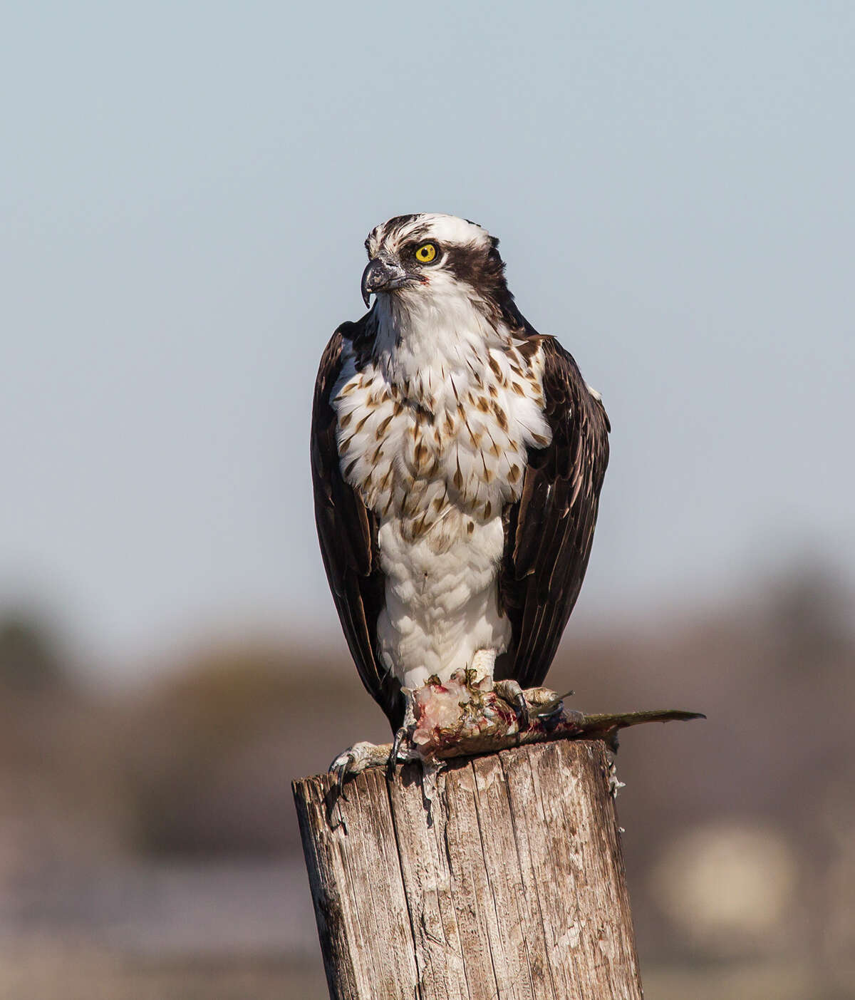 are ospreys eagles