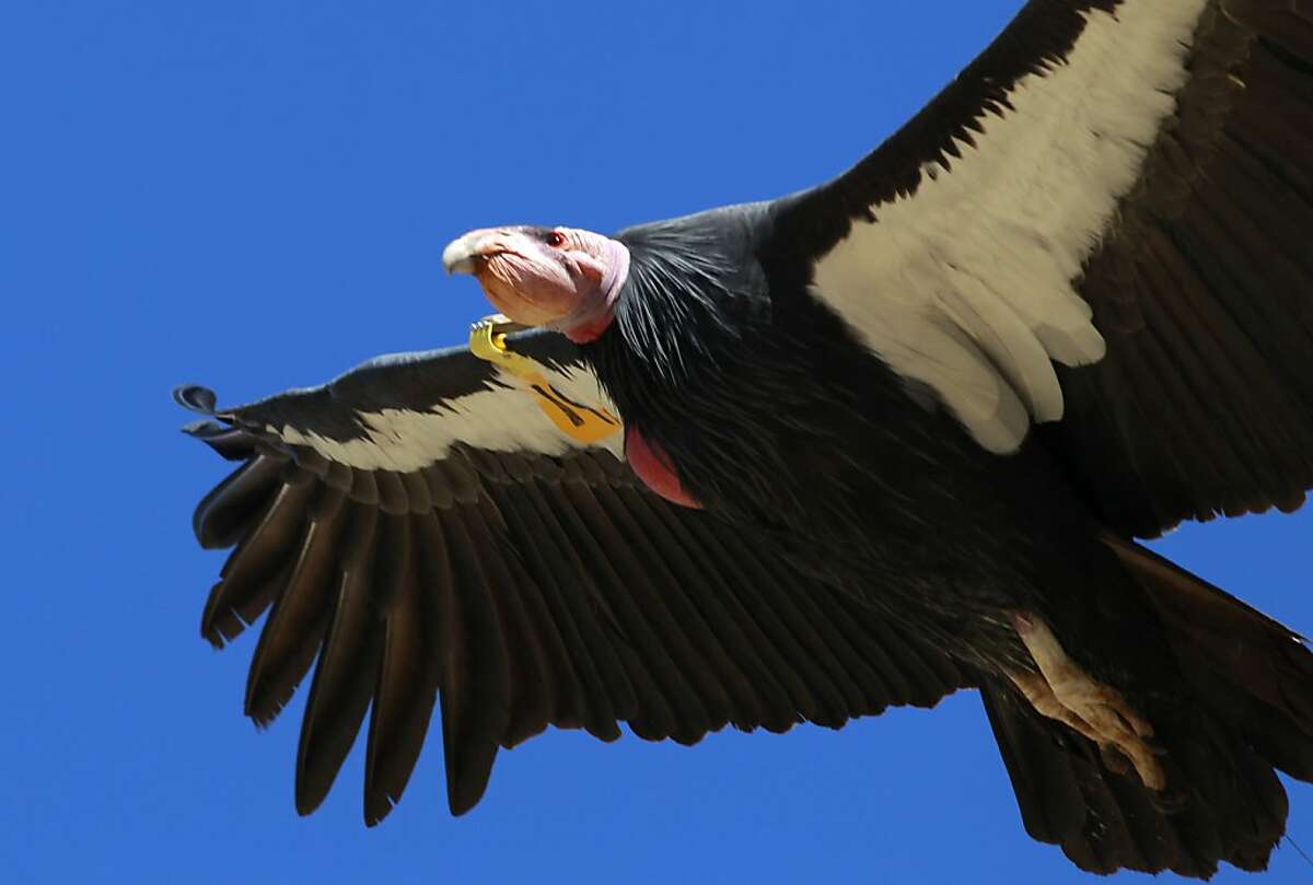 Scientists Fight To Save Condors From Lead Bullets