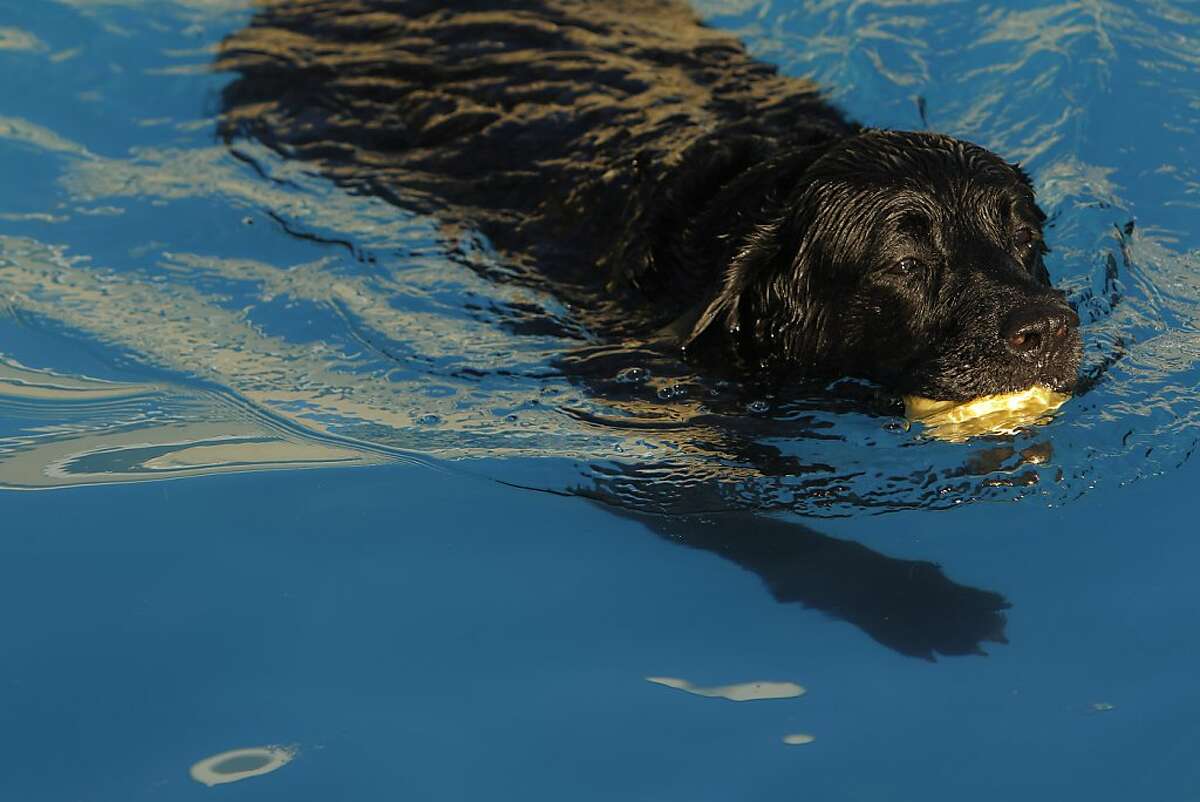 Keep dogs safe by doing research on toxic algae blooms before you let them swim in a lake this summer. Pictured: Tye the black lab fetches a toy as he swims at the Swimming Dog on Tuesday, October 8, 2013, in Petaluma, Calif. 