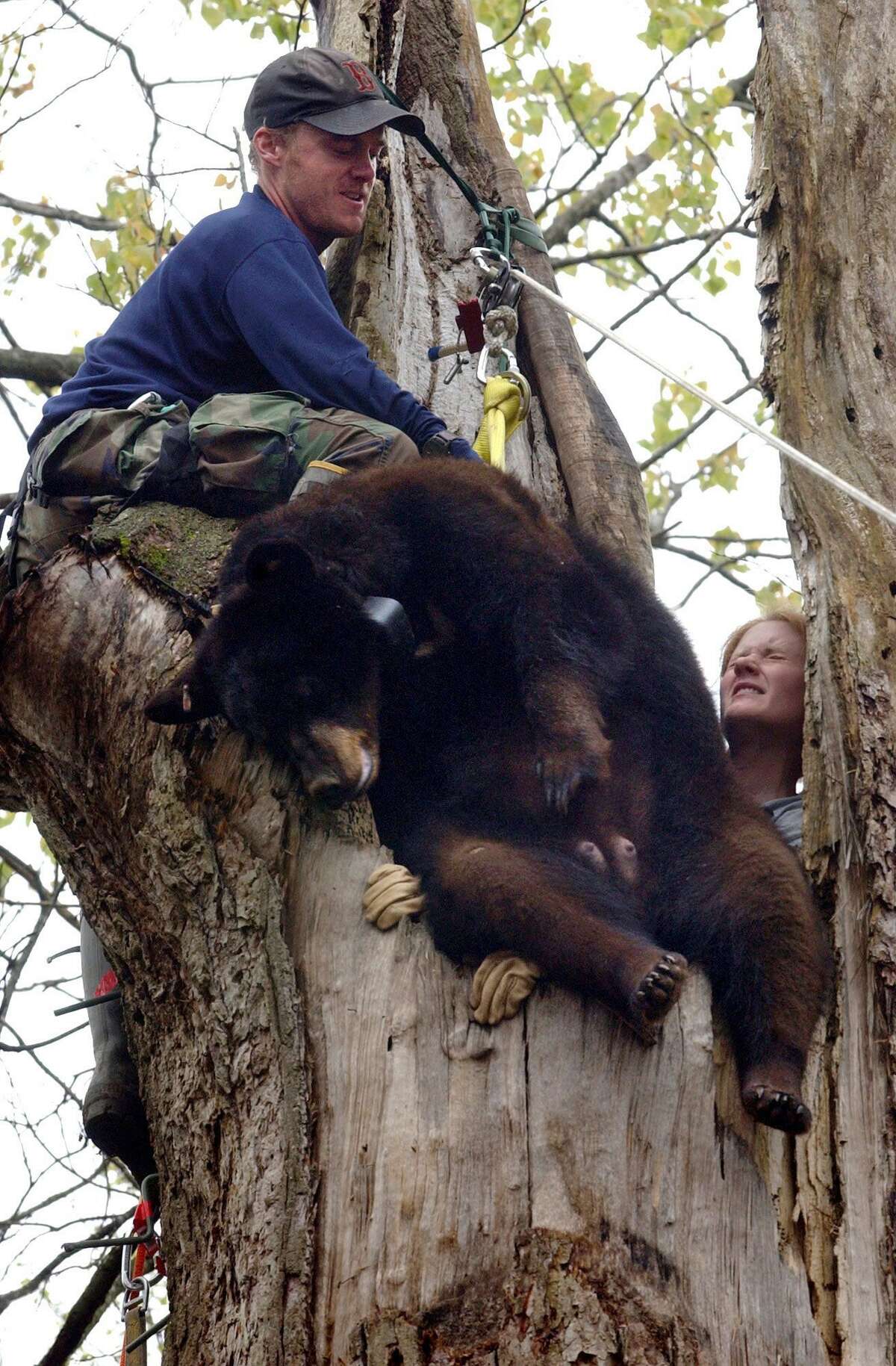Imagine if Harris County's endangered animals made a comeback
