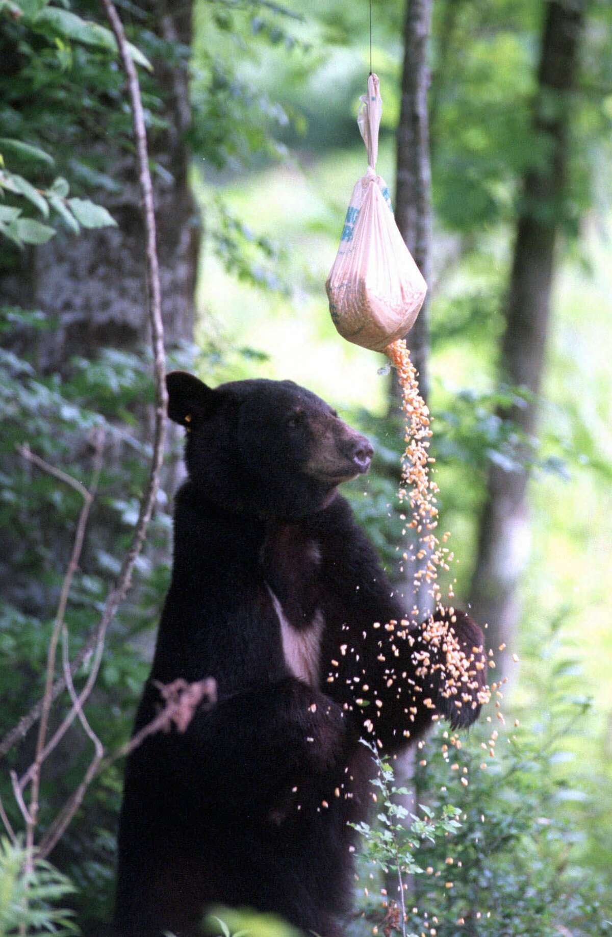 Imagine if Harris County's endangered animals made a comeback