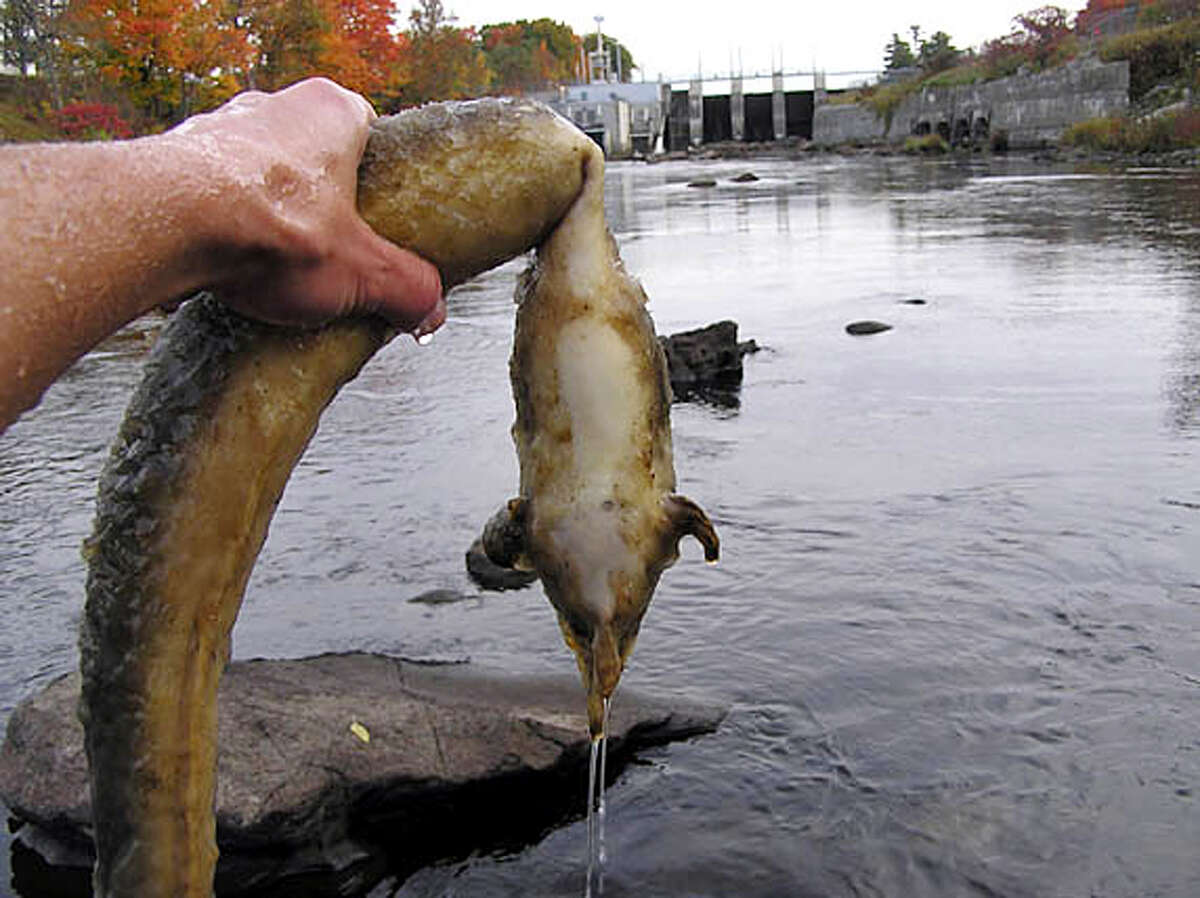 Imagine if Harris County's endangered animals made a comeback