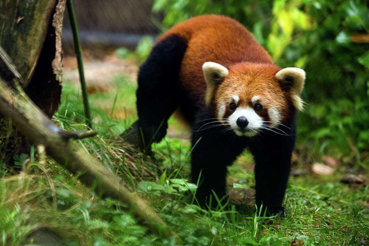 Otters & Red Pandas get a taste of Halloween