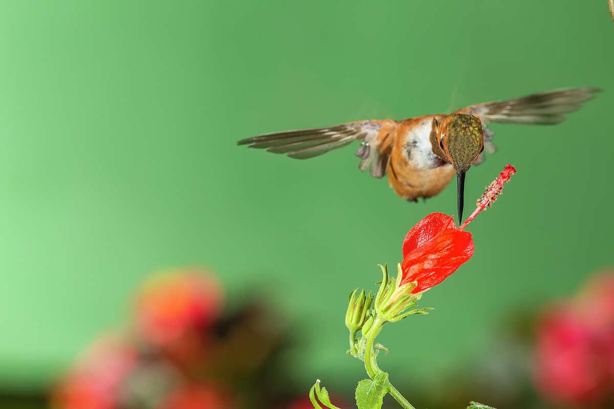 Look for rufous hummingbirds at feeders along the Texas Gulf Coast through spring.
