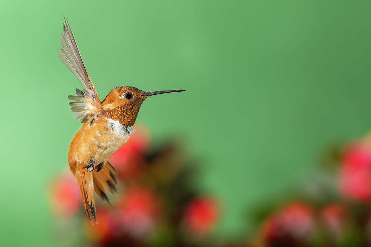 Rufous hummingbirds have a habit of returning to the same wintering spot year after year.