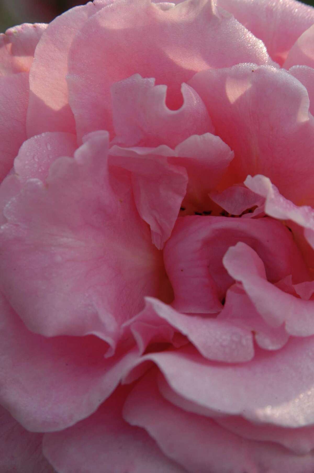 Cooler temperatures bring larger, more brilliant roses