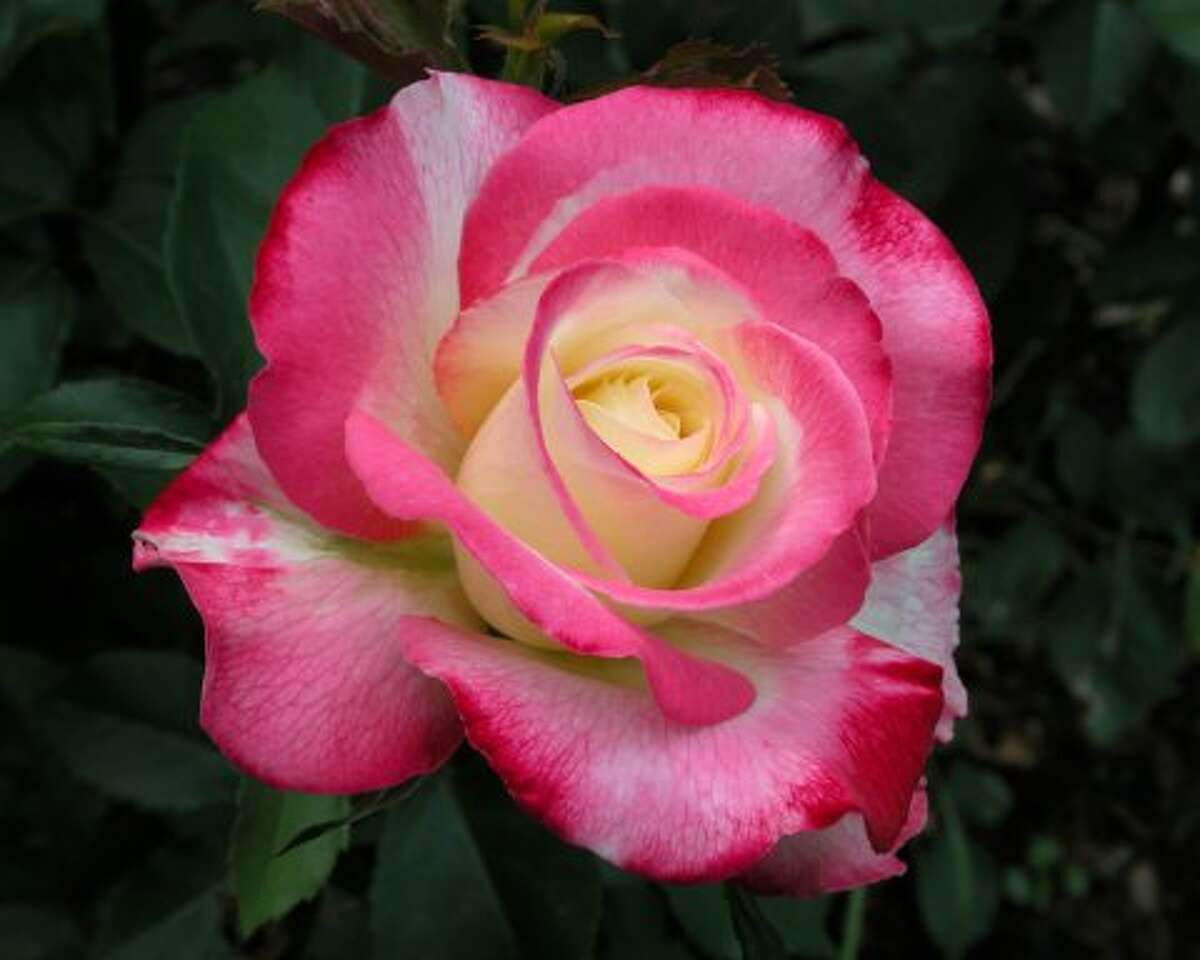 Cooler temperatures bring larger, more brilliant roses