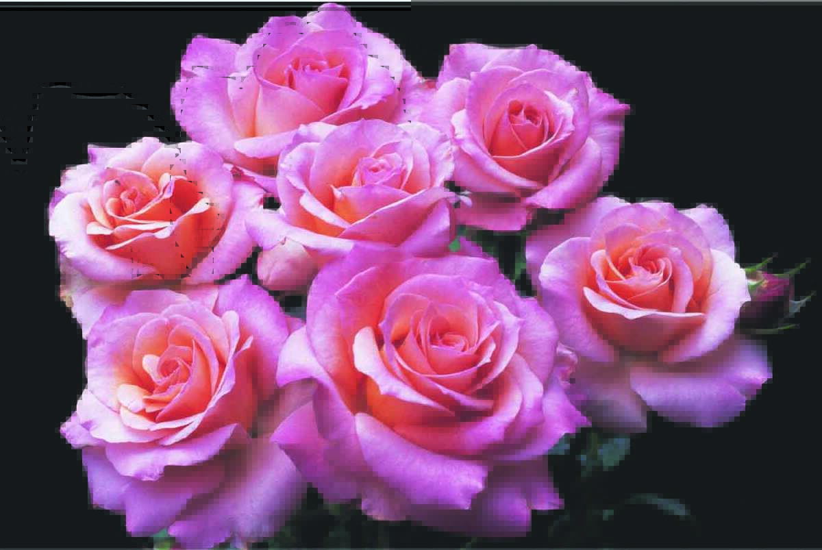 Cooler temperatures bring larger, more brilliant roses