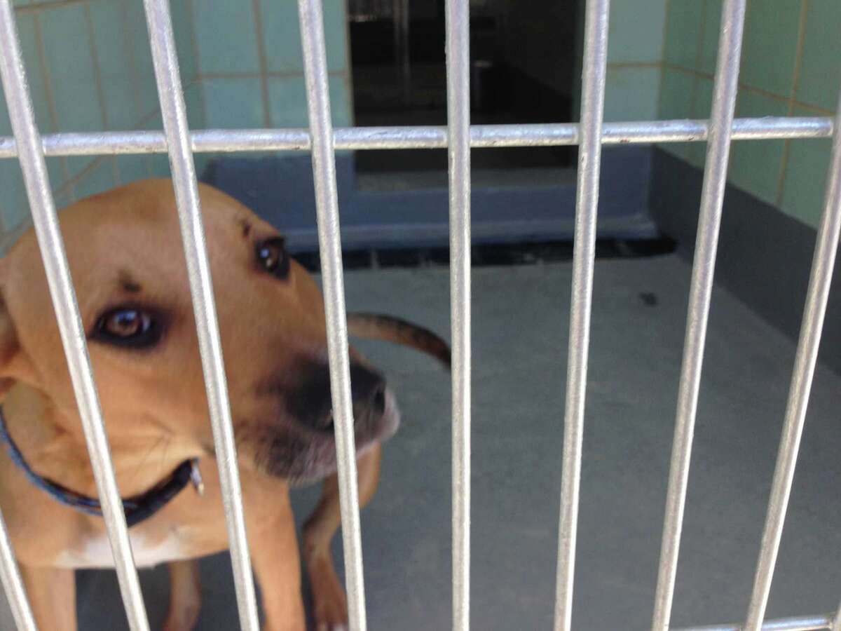 ACS opens new shelter at Brackenridge Park