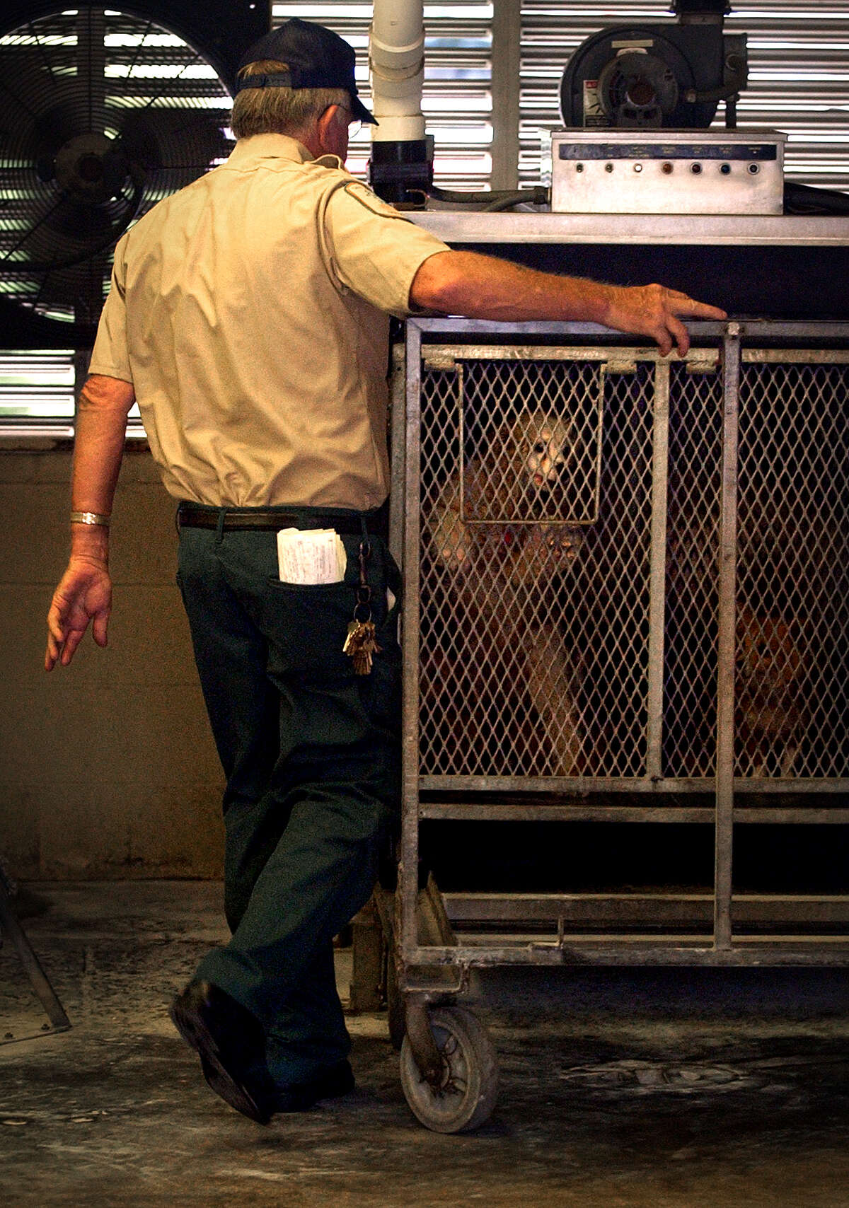 David Lee Nichols of the Animal Care and Control Deparatment pushes a cage of dogs into the gas chamber to be euthanized, Saturday, June 12, 2004. photo Bob Owen